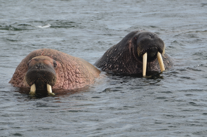 Walruses, Vaygach Island - My, Walruses, Kara Sea, The photo