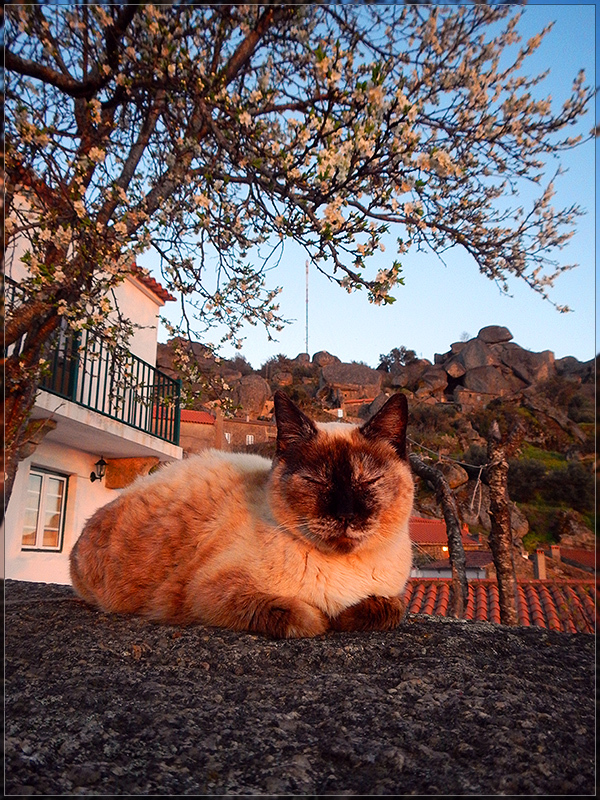 Portuguese cats from a mountain village - My, Portugal, Monsanto, cat, Longpost