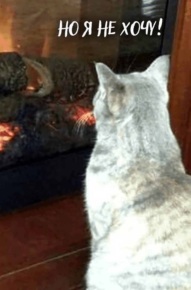 Mystery of cat insanity solved - cat, Reflection, Fire, Longpost