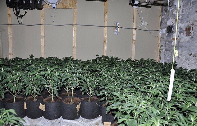 Police officer sniffs out $12 million hemp farm - Flair, From the network, Longpost, City of St. Helens, Hemp, Police