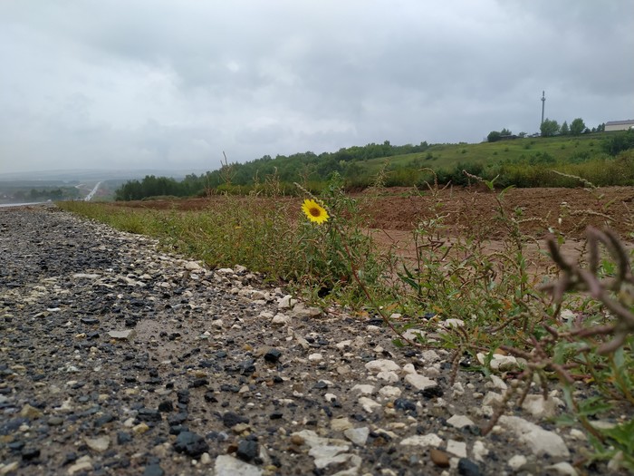 Just - My, Flowers, On my way, Road repair