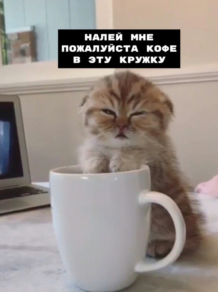 Morning... - cat, Coffee, Dream, Morning, Longpost