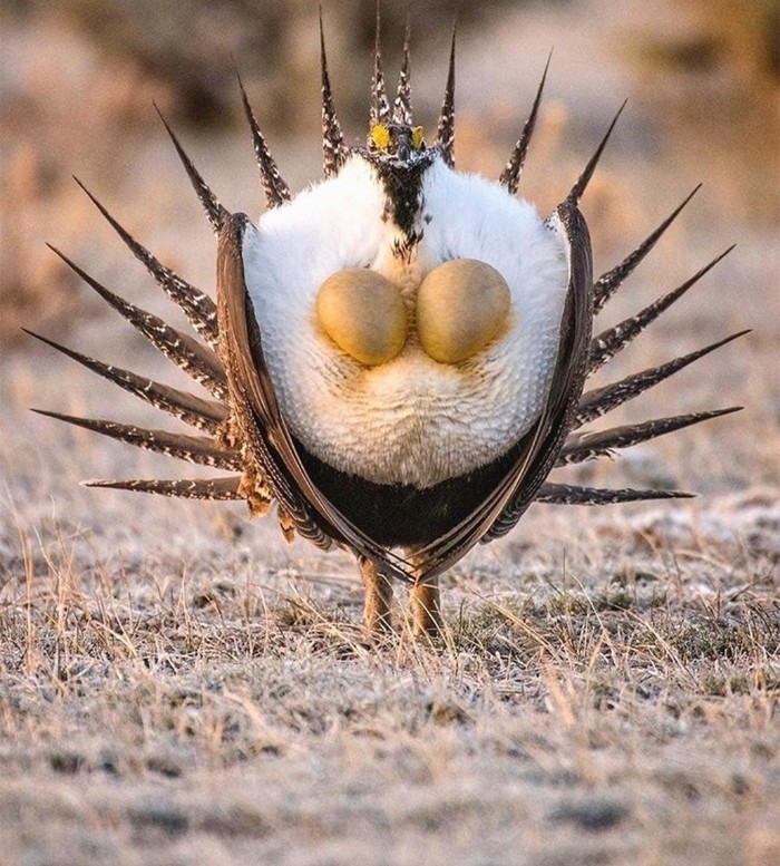 Miracle in feathers - The photo, Birds, Sage grouse, Blackcock