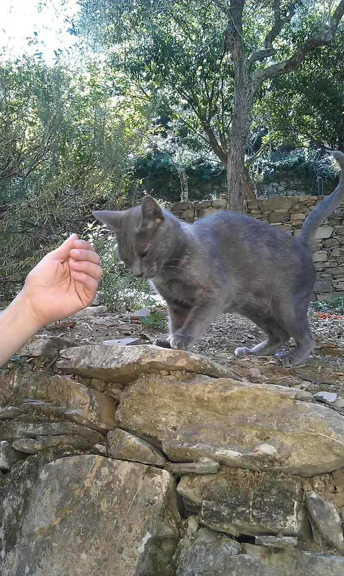 I like to visit the same places - My, Italy, Liguria, Longpost, cat, Dog