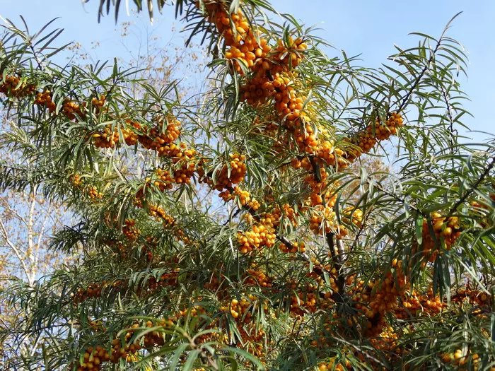 Sea ??buckthorn - My, Sea buckthorn, Berries