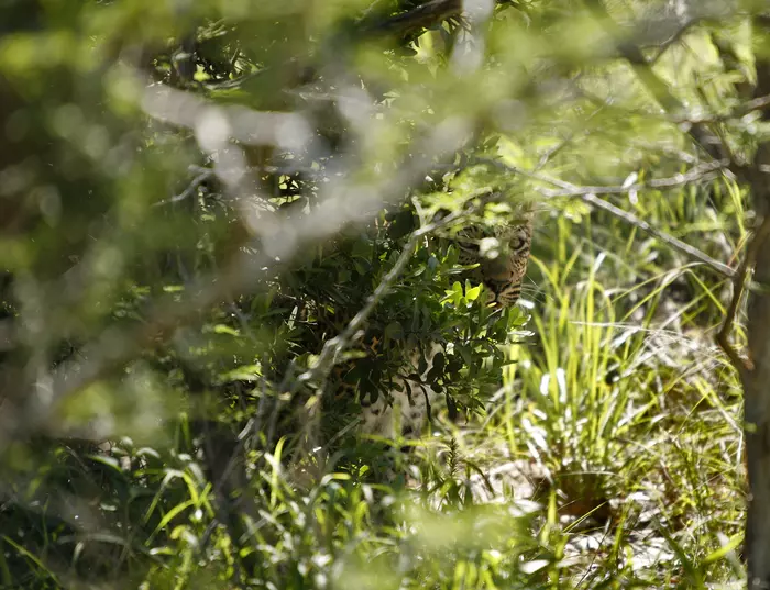 See a leopard in the bushes - My, Africa, Animals, Humor, a lion, Leopard, Safari, Photo hunting, Longpost