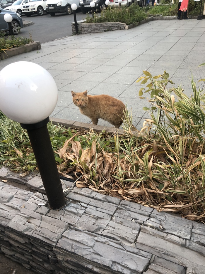 Вискас есть? А если найду?