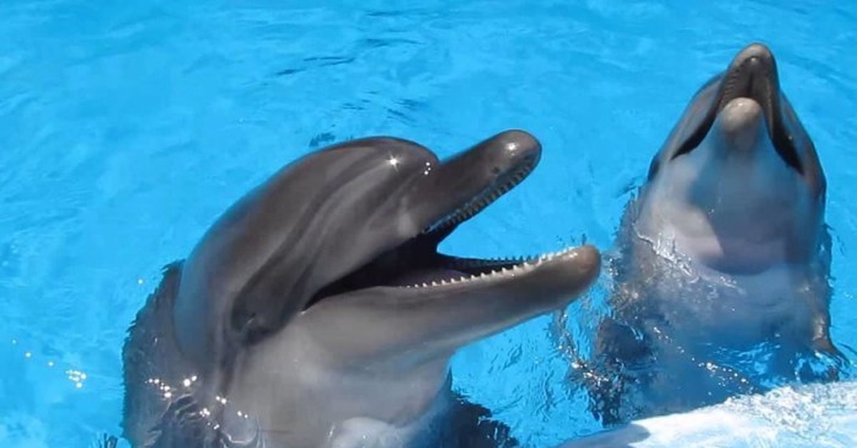 Дельфин издает звуки. Дельфины поют. Пение дельфинов. Дельфин поет. Эмоции дельфинов.