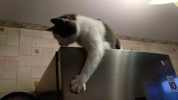 The refrigerator is mine and everything in the refrigerator is also mine)) - My, cat, Refrigerator, Greed