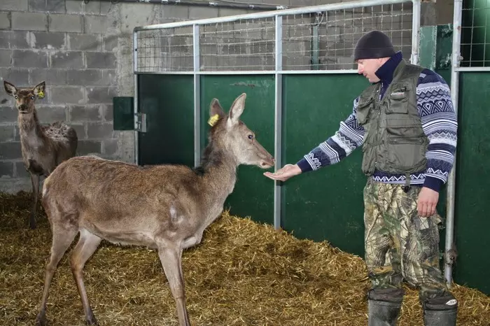 Relationships within the herd - My, Red deer, SPbGAVM, Education, Ethology