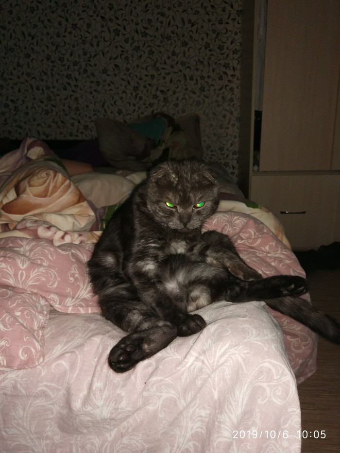 Сердитый кот