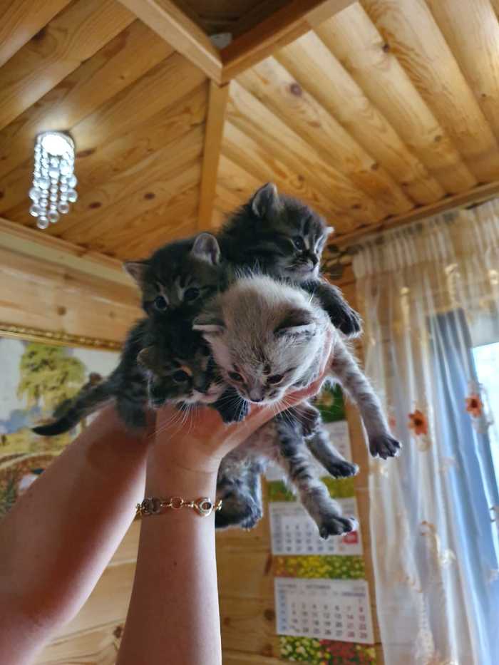 ������ � ������ ���� ������ � ���������� �������