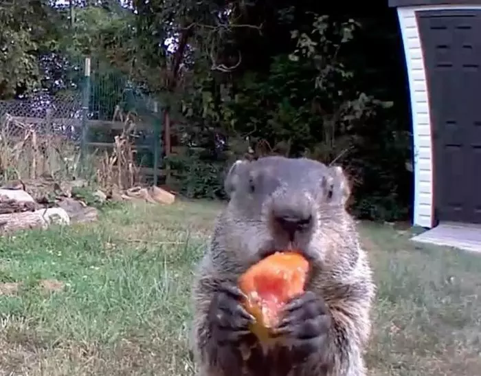 How a groundhog ate all the vegetables in the garden and burned - became famous on the whole instagram - Marmot, Thief, Instagram, Video, Longpost, 