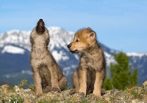 When too small to bite on the flank. - Milota, Cubs, Longpost, Animals