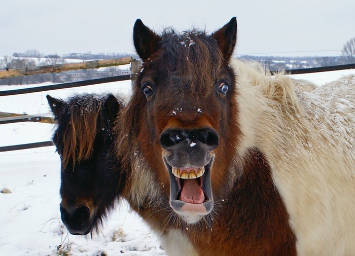 Притча про пони