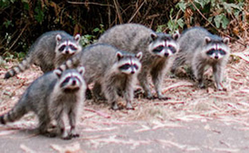 The newlyweds were delighted with the raccoons who wanted to meet them - Animals, Raccoon, Wedding, Longpost