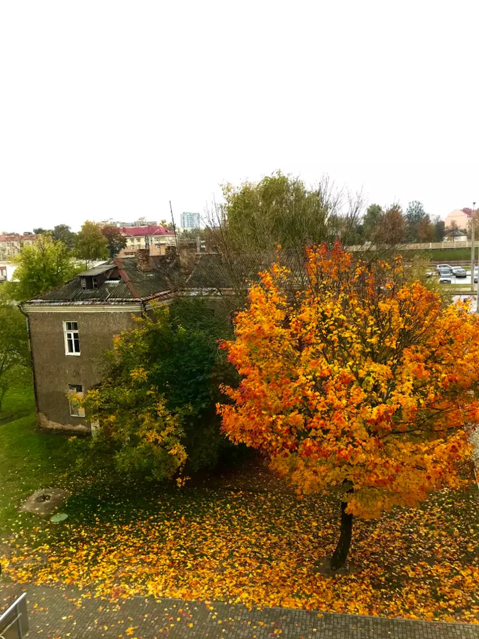 Осень в Гродно (Беларусь) - Моё, Осень, Фотография, Гродно, Республика Беларусь, Вид из окна