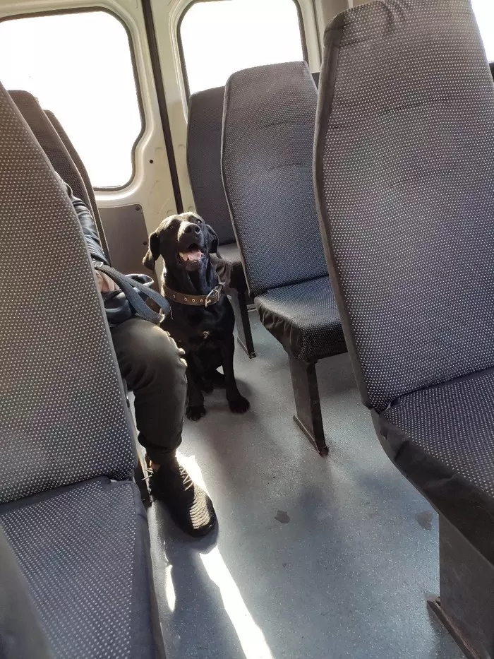 Stowaway - My, Dog, Labrador, Public transport