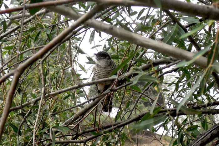 Cuckoo - My, Cuckoo, Tree, Nature, Tajikistan