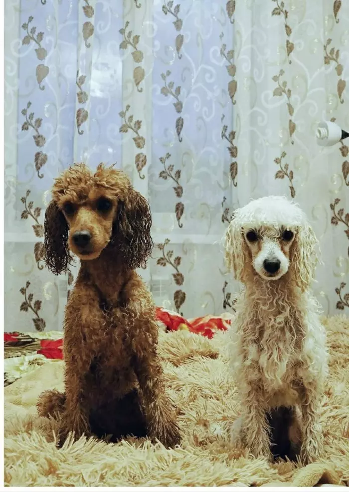 Before after - My, Dog, Poodle, Toy Poodle, Longpost