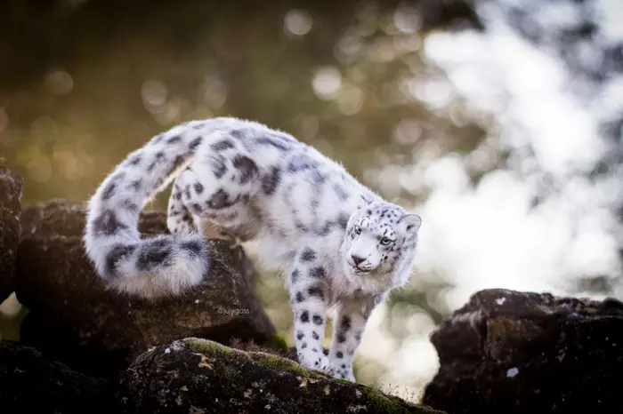 My author's doll snow leopard - My, Polymer clay, Author's toy, Needlework without process, Snow Leopard, cat, Longpost