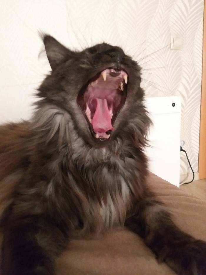 Кошака- зевака