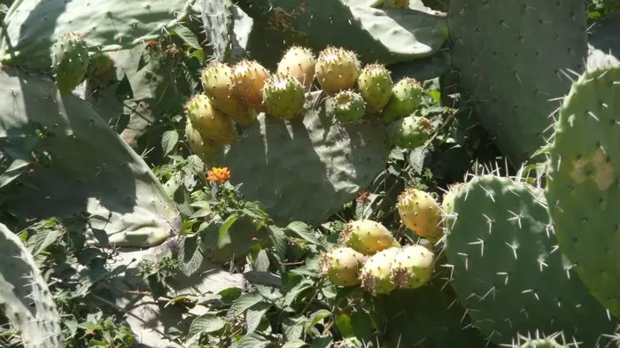 Penalty for stupidity - The medicine, Cactus, Tunisia, Opuntia