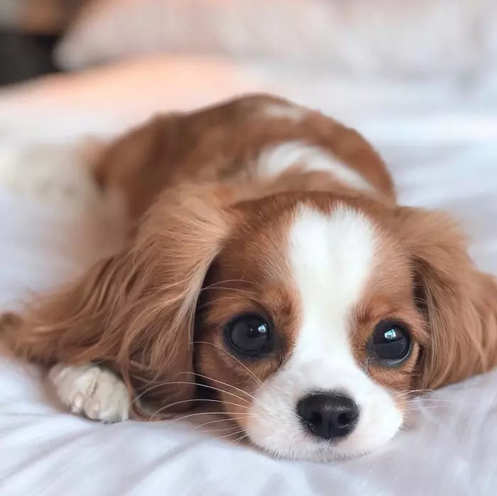 Cavalier King Charles Spaniel - Dog, The photo, Cavalier king charles spaniel