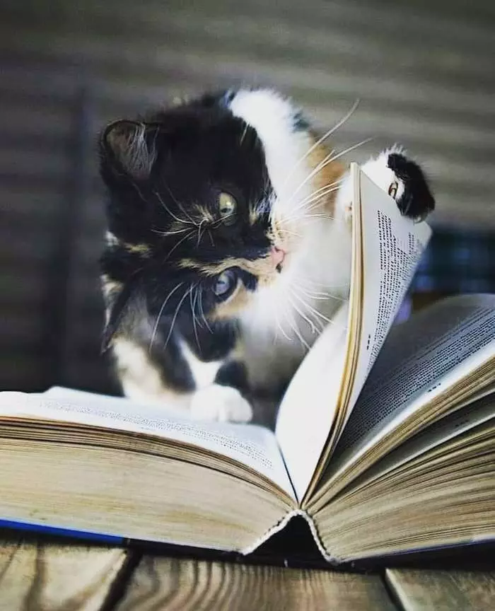 And what do these people find here ... - cat, Scientist cat, Books, Reading