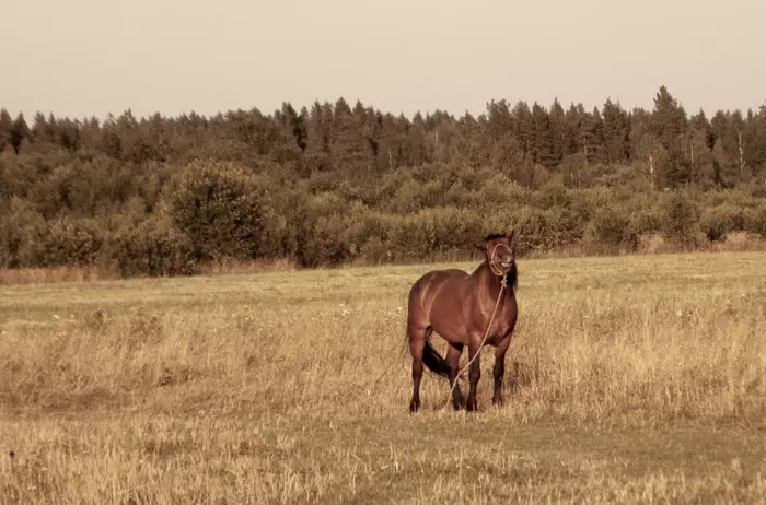 Маленькая собачка Ляля и бонусом конь со сложным лицом - Моё, Собака, Бурбуль, Длиннопост
