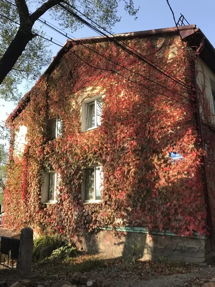 And if autumn draws watercolors in the morning... - My, Ivy, House, Autumn