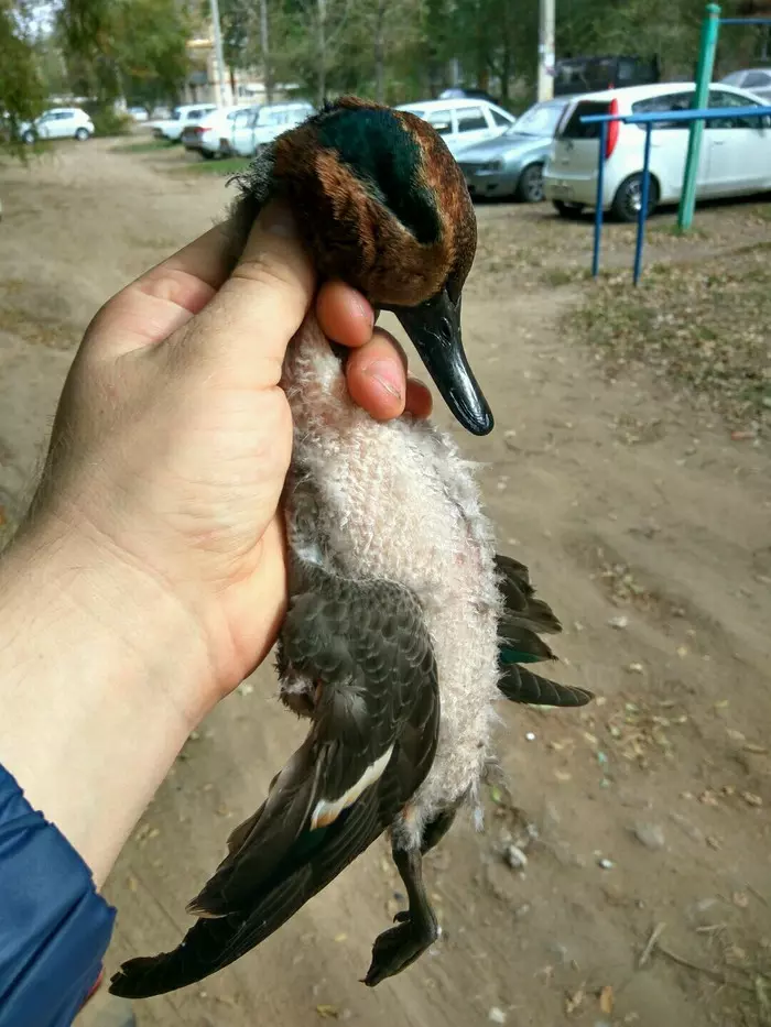 Game - My, Hunting, Teal, Autumn