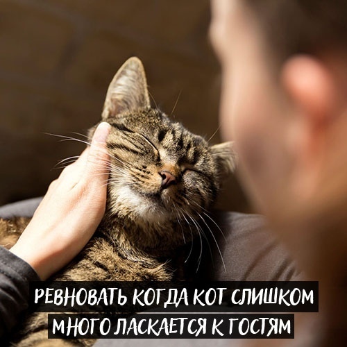 Когда любишь своего котейку. - Кот, Длиннопост, Животные