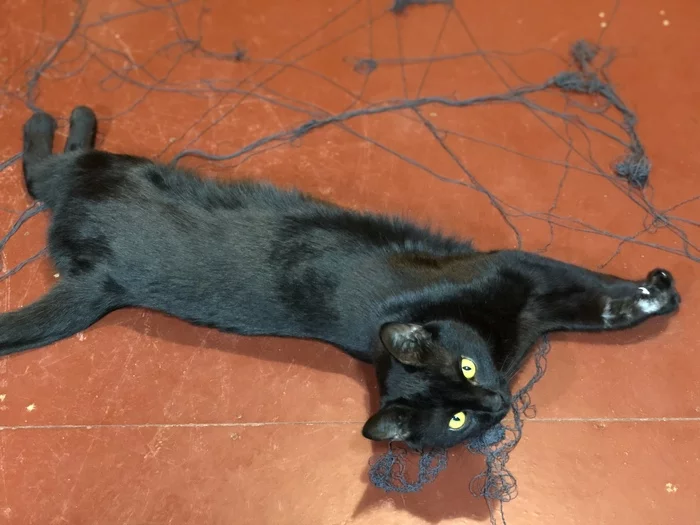 Немного котиков - Моё, Кот, Фотография, Черный кот, Кошкин дом, Животные, Длиннопост