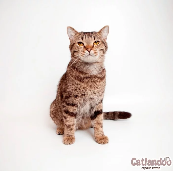 Incredible Antonio is looking for a family. - cat, In good hands, Looking for a family, Animal shelter