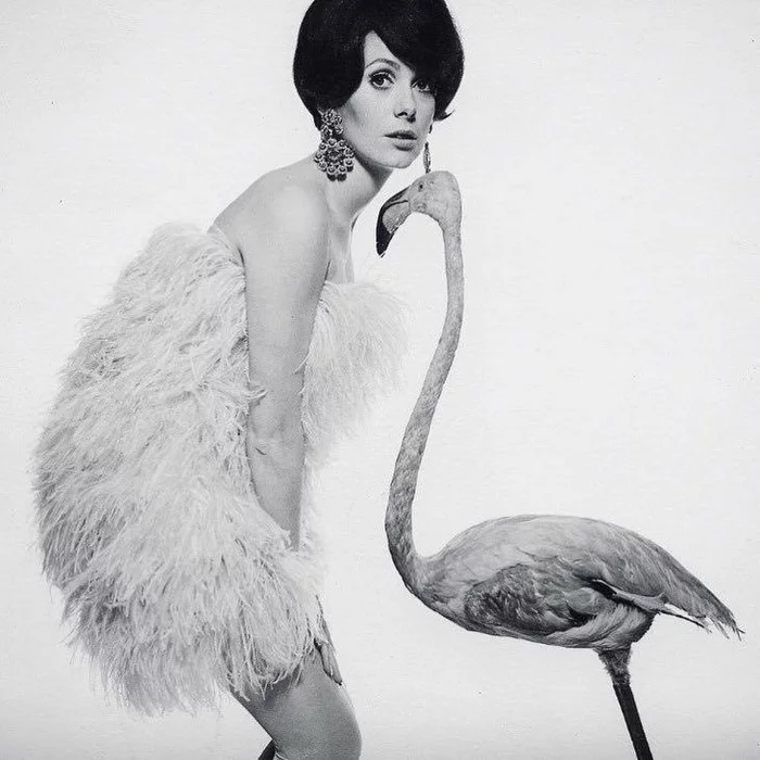 Pink flamingo - child of the sunset... - Female, Flamingo, Black and white photo, Women