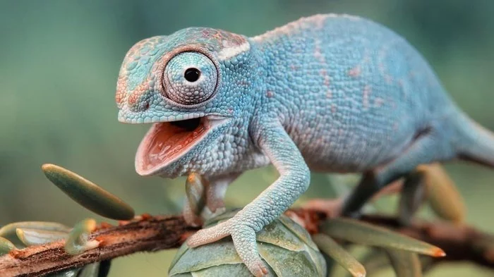 Chameleon skin does NOT cure cancer (re-uploaded) - My, Absurd, Humor, The science, The medicine