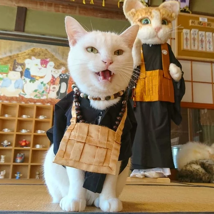 В Японии есть настоящий кошачий храм, чьи монахи обратят вас в свою веру безо всяких служб Кот, Япония, Длиннопост
