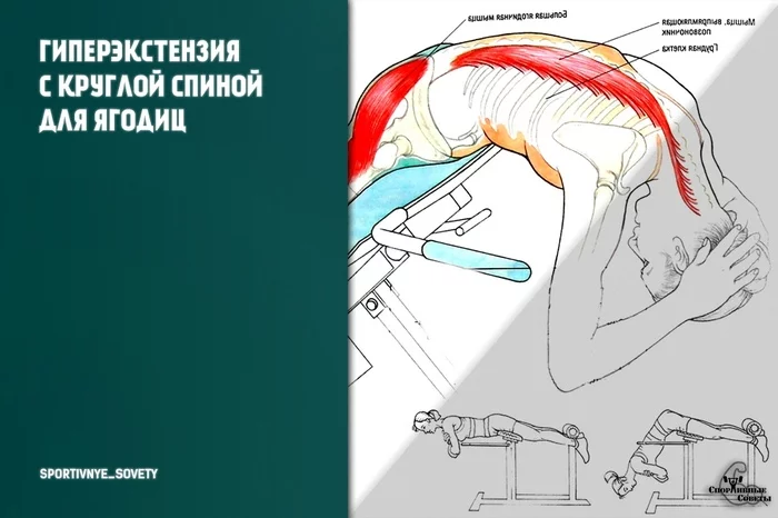 Гиперэкстензия с круглой спиной для ягодиц - Моё, Спорт, Тренер, Спортивные советы, Тренировка, Исследования, Тренажерный зал, ЗОЖ, Попа, Длиннопост