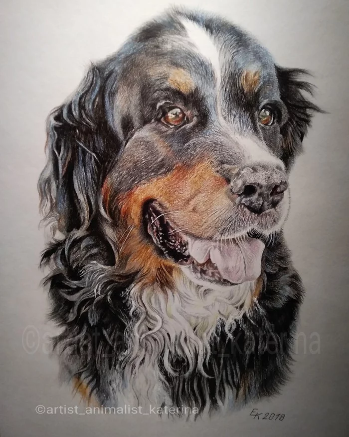 Bernese Mountain Dog (A3 format, colored pencils). - My, Bernese mountain dog, Drawing, Pencil drawing, Portrait, Dog