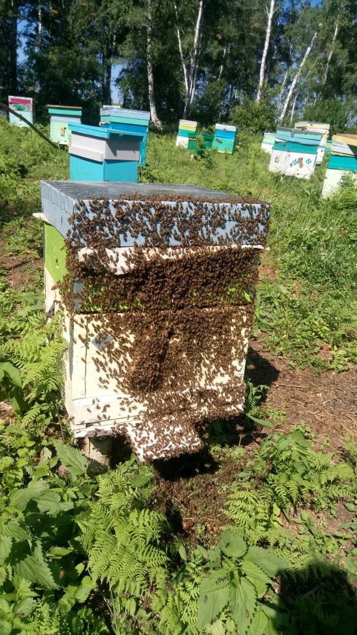 Loss of the queen bee during swarming - My, Apiary, Nature, Insects, Longpost, Bees, Beekeeping