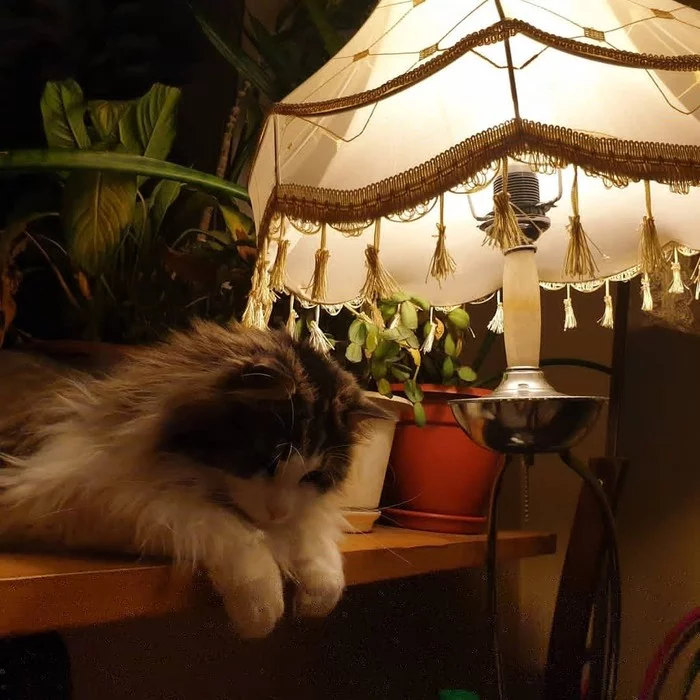 Personal cat, personal lamp - My, cat, Лампа