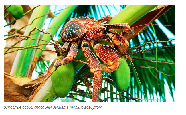 Palm Thief: Giant hermit crabs ravage villages and attack domestic animals. - Story, Story, Cancer hermit, Informative, Animals, Yandex Zen, Longpost, Arthropods