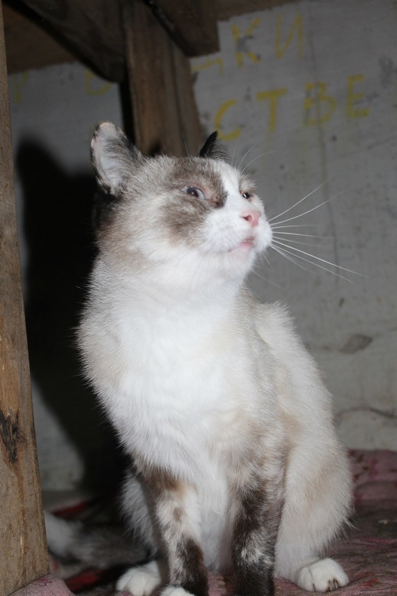 My personal Kotoland 202 - My, cat, Shelter, Kindness, Lipetsk, Shelter Cotoland, Help, Longpost, In good hands, No rating