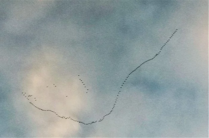 Autumn. Geese flying south. - My, news, Sky, Flight