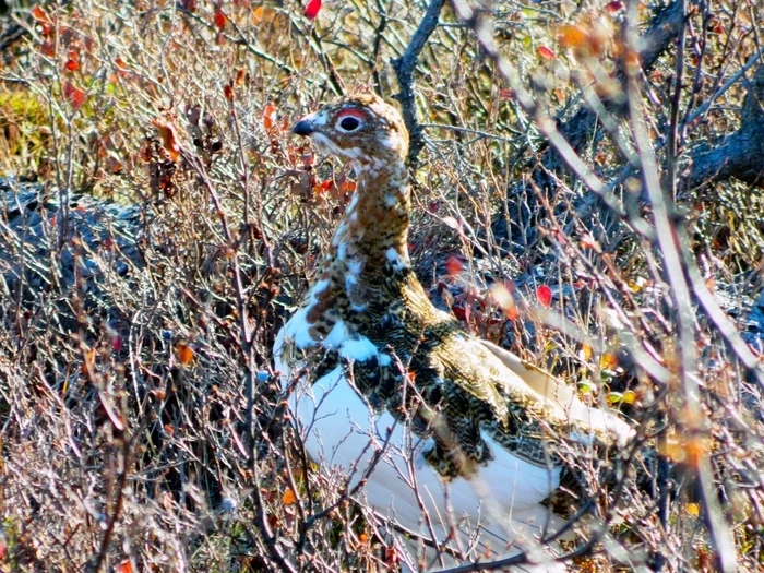 Not-so-white partridge - My, Biology, Ornithology, Birds, Animals, The photo, Partridge