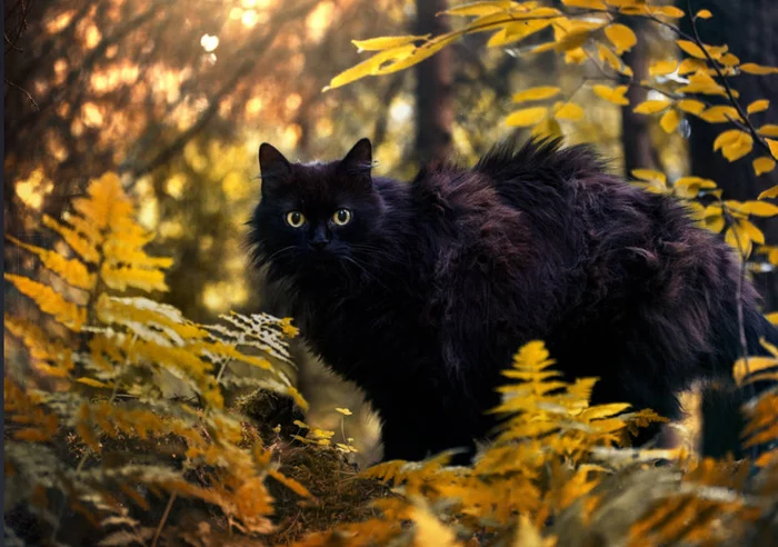 Autumn! I am not afraid of you!!! - cat, Catomafia