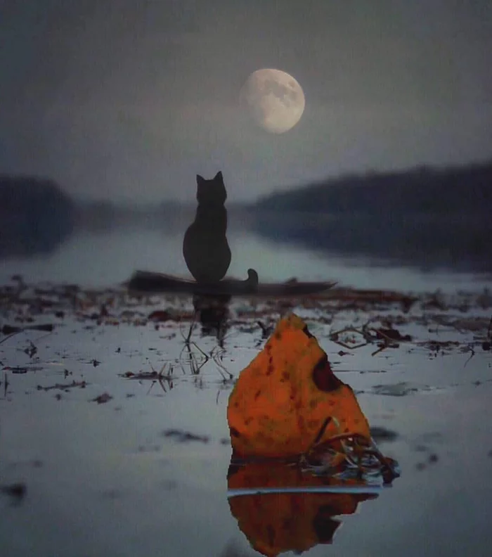 These moonlit nights, gray days are shorter... - cat, Catomafia