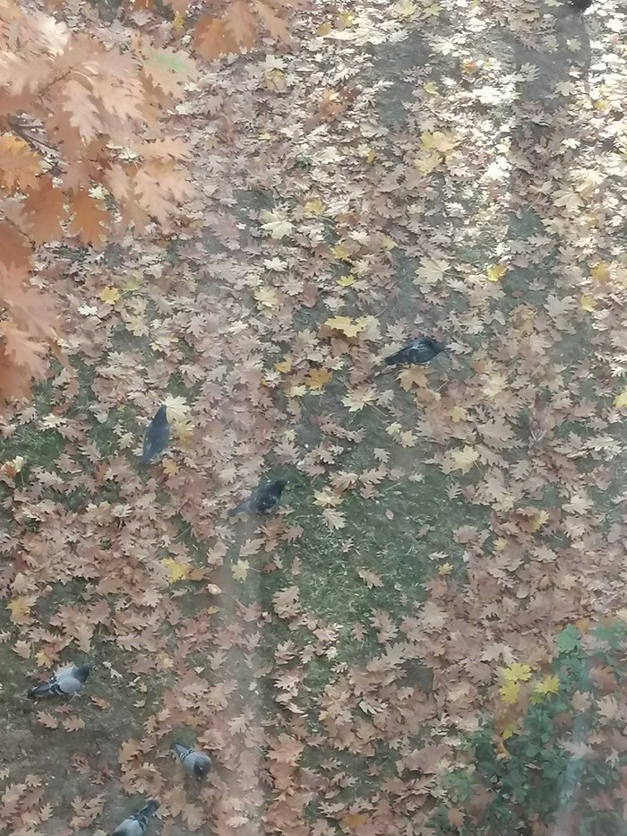  . , , ,   