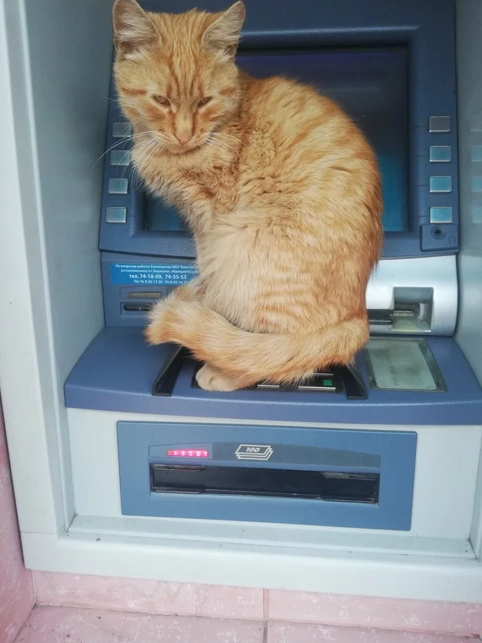 The cat is sitting - the ATM is not working. - My, cat, No money